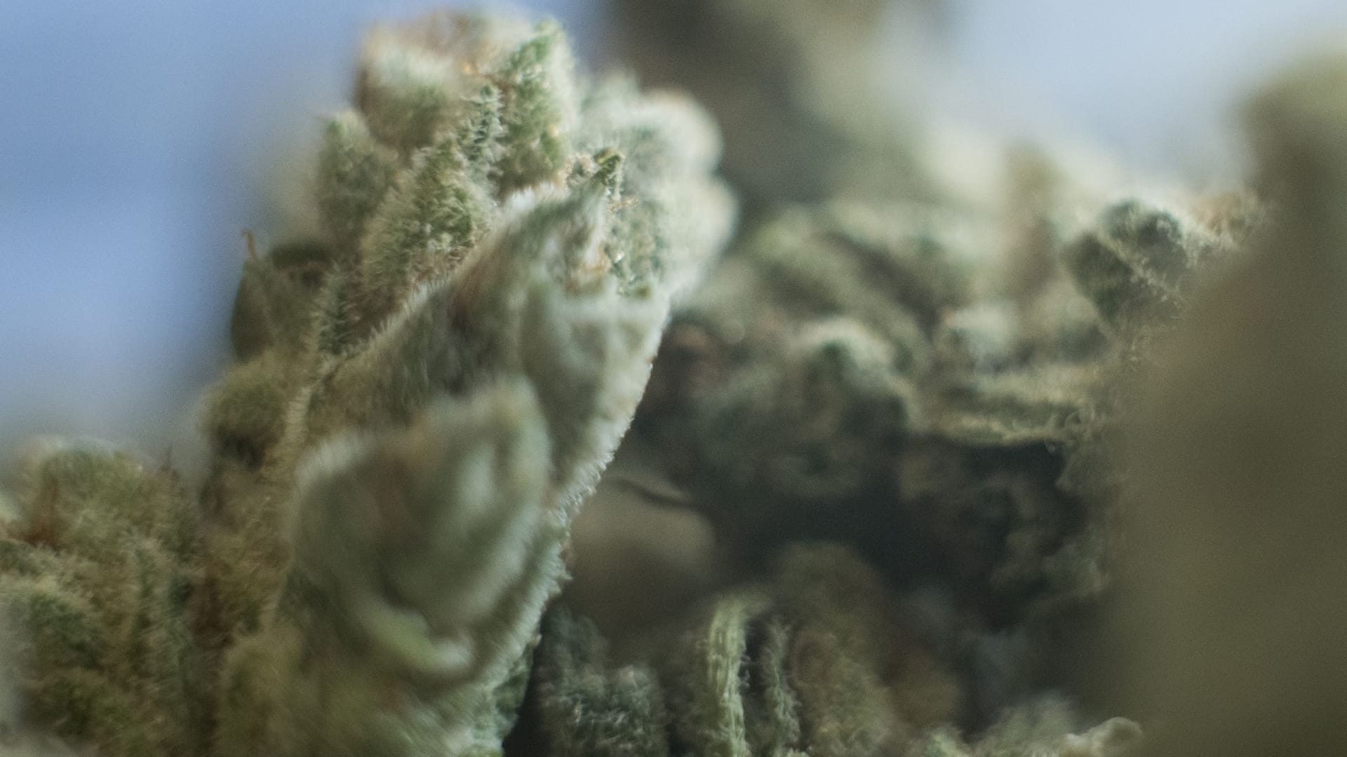 Cannabis Cannabis