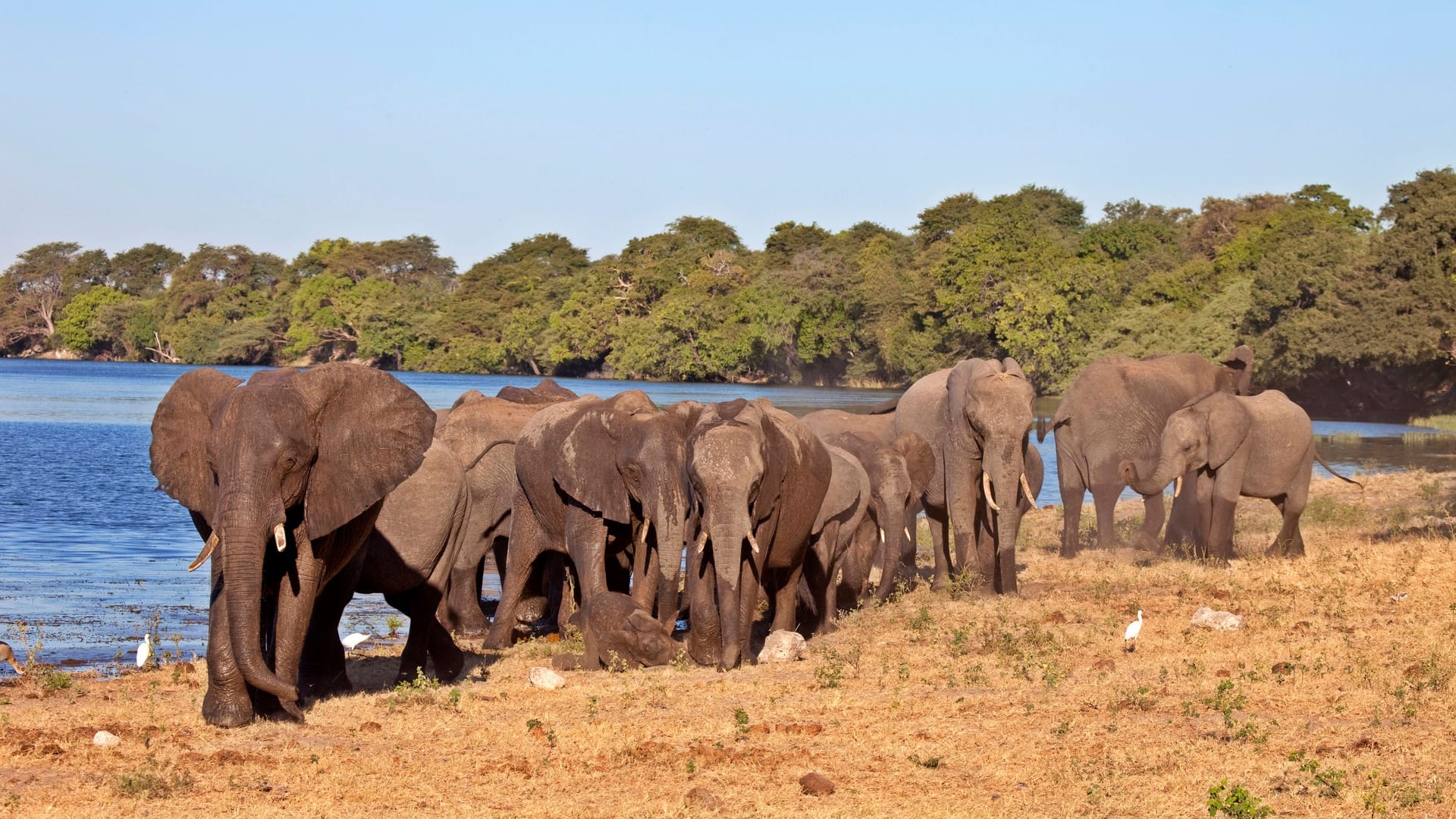 Elefanten in Botswana. (Archivbild)