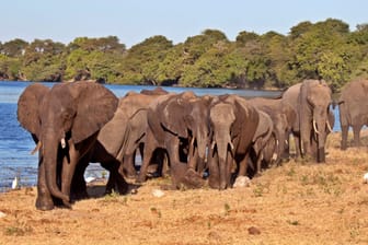 Elefanten in Botswana. (Archivbild)