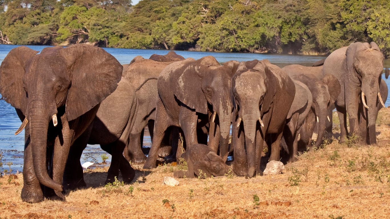 Elefanten in Botswana. (Archivbild)