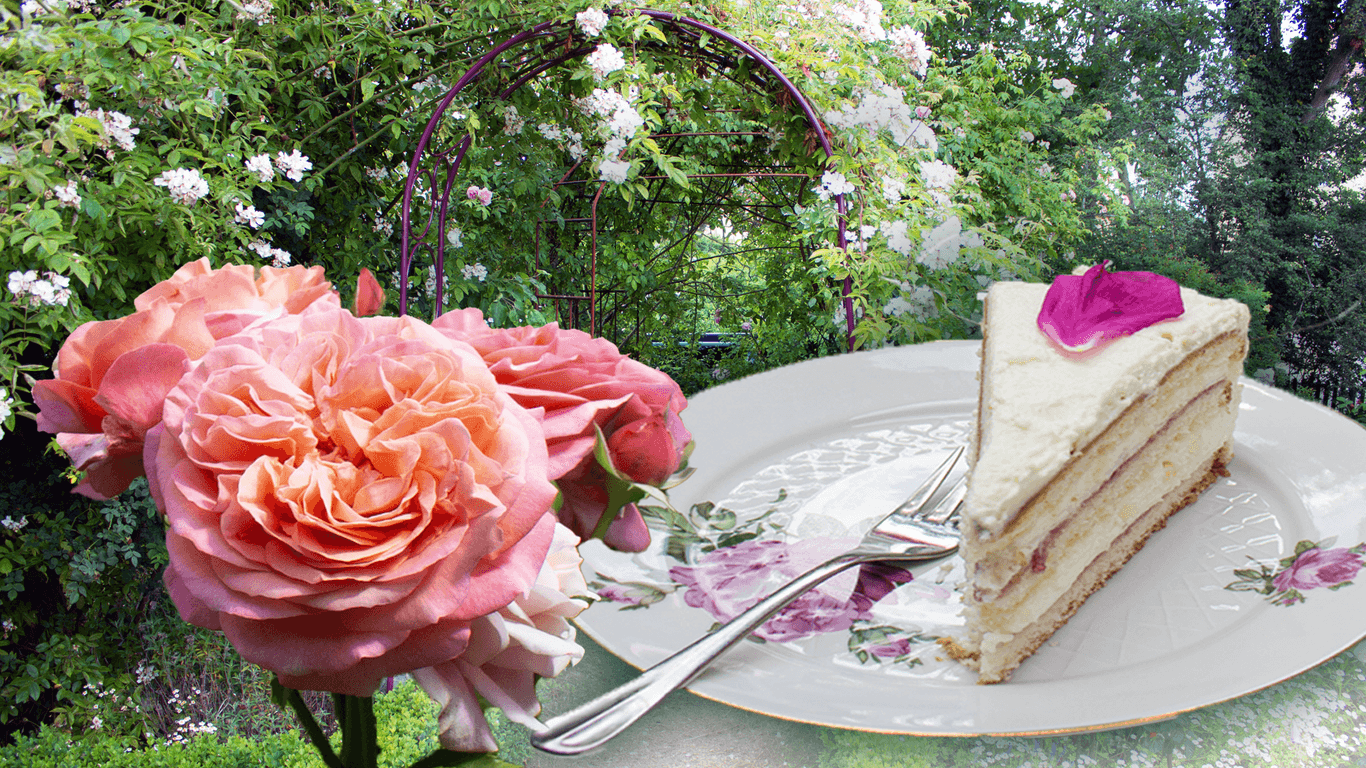 Blick in den Garten des "Rose'nei": Von April bis September können Besucher sich die seltenen Rosenpflanzen für den heimischen Garten mit nach Hause nehmen.