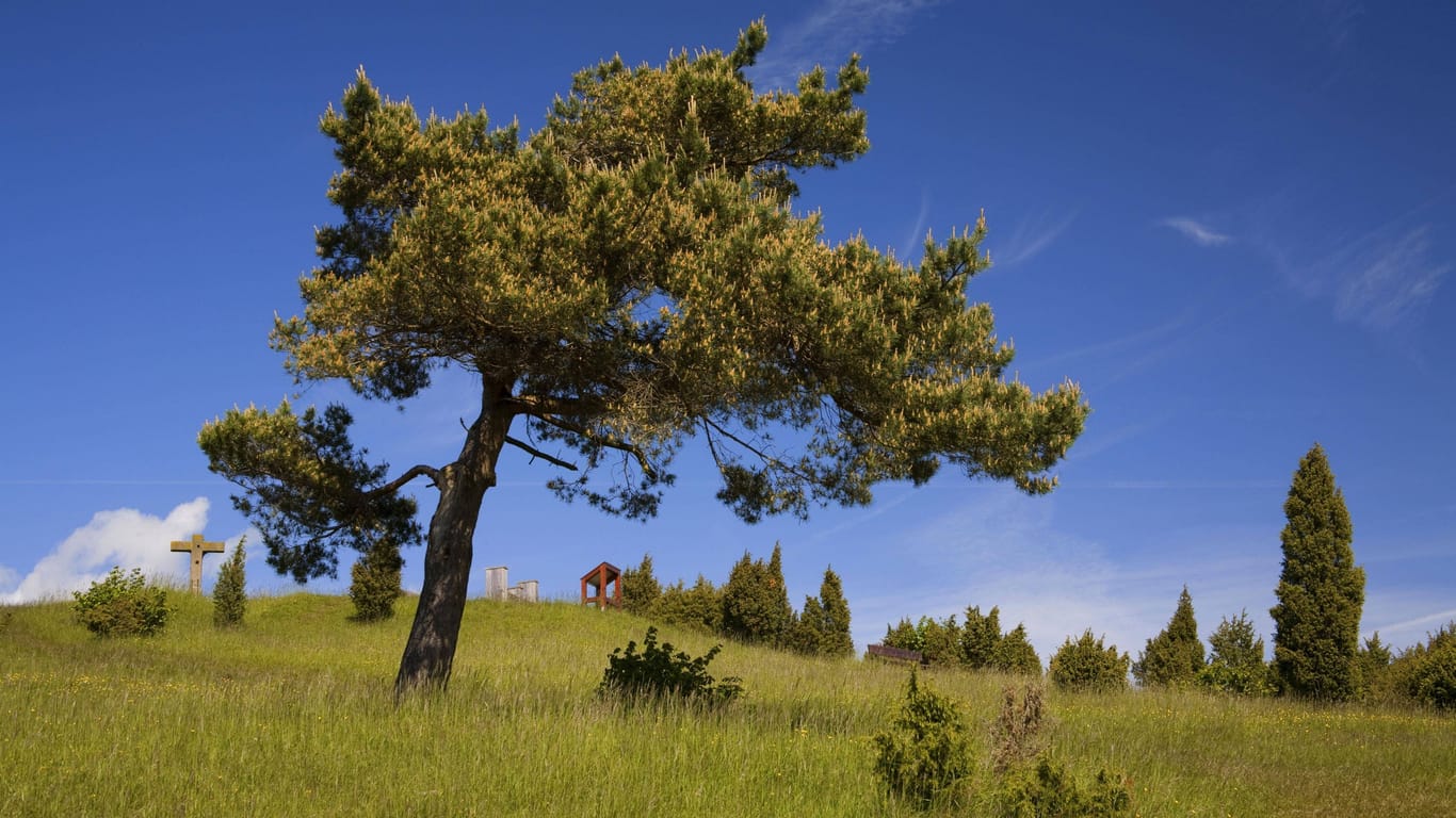 Kiefer auf dem Kalvarienberg (Archivbild): Rechts erinnert ein Wacholderbusch an die Zypressen der Toskana.