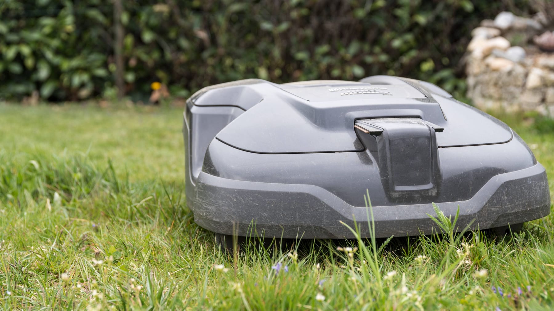 Hamburg Tödliche Gefahr für Igel durch Mähroboter Grüne fordern Verbot