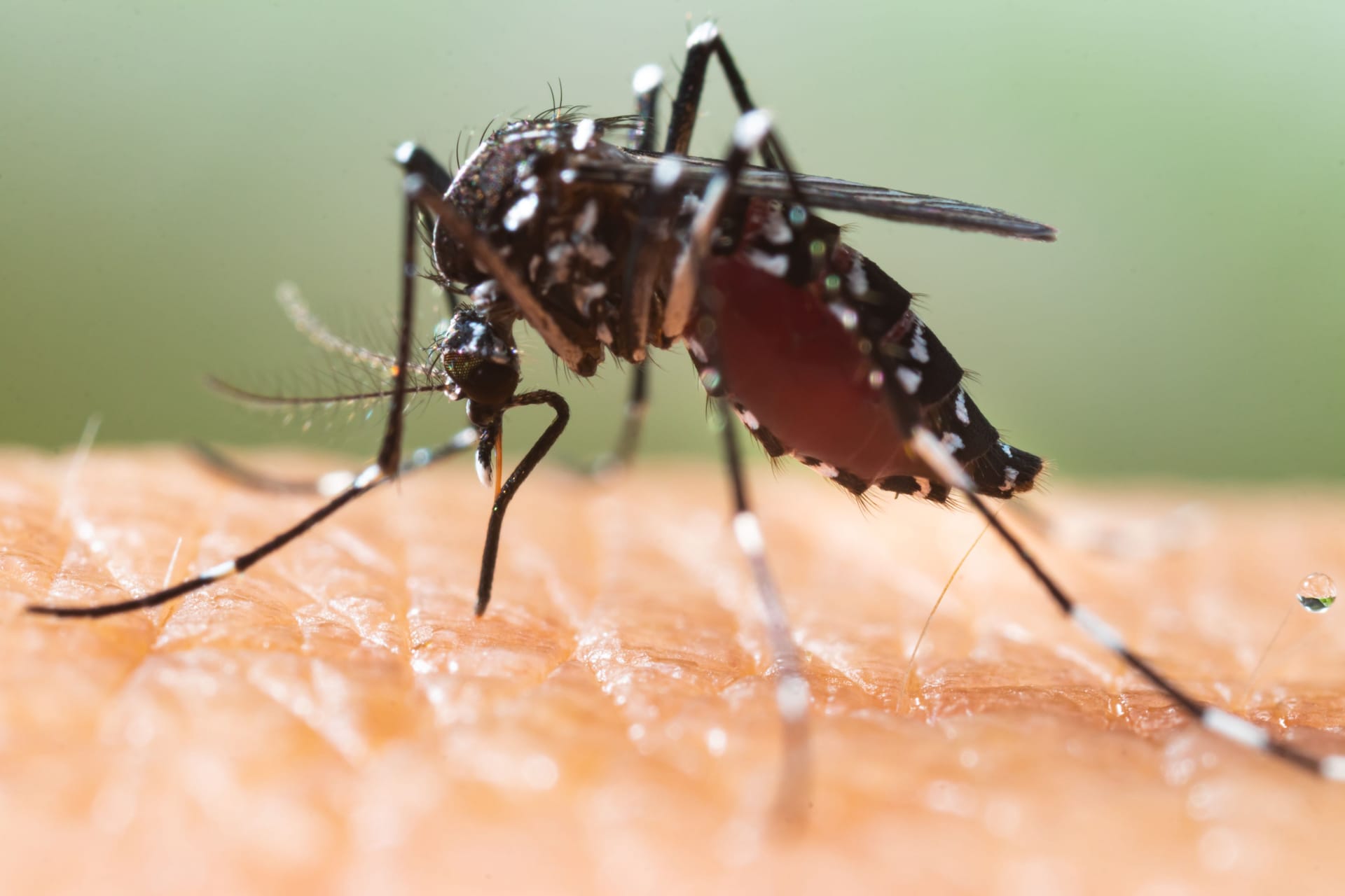 Dengue-Fieber: Die Erkrankung wird durch ein Virus ausgelöst, das von Mücken übertragen wird.