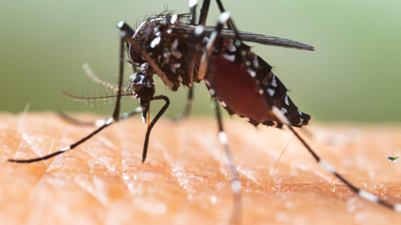 Dengue-Fieber: Die Erkrankung wird durch ein Virus ausgelöst, das von Mücken übertragen wird.