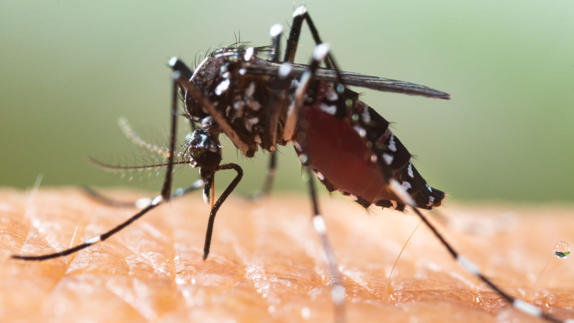 Dengue-Fieber: Die Erkrankung wird durch ein Virus ausgelöst, das von Mücken übertragen wird.