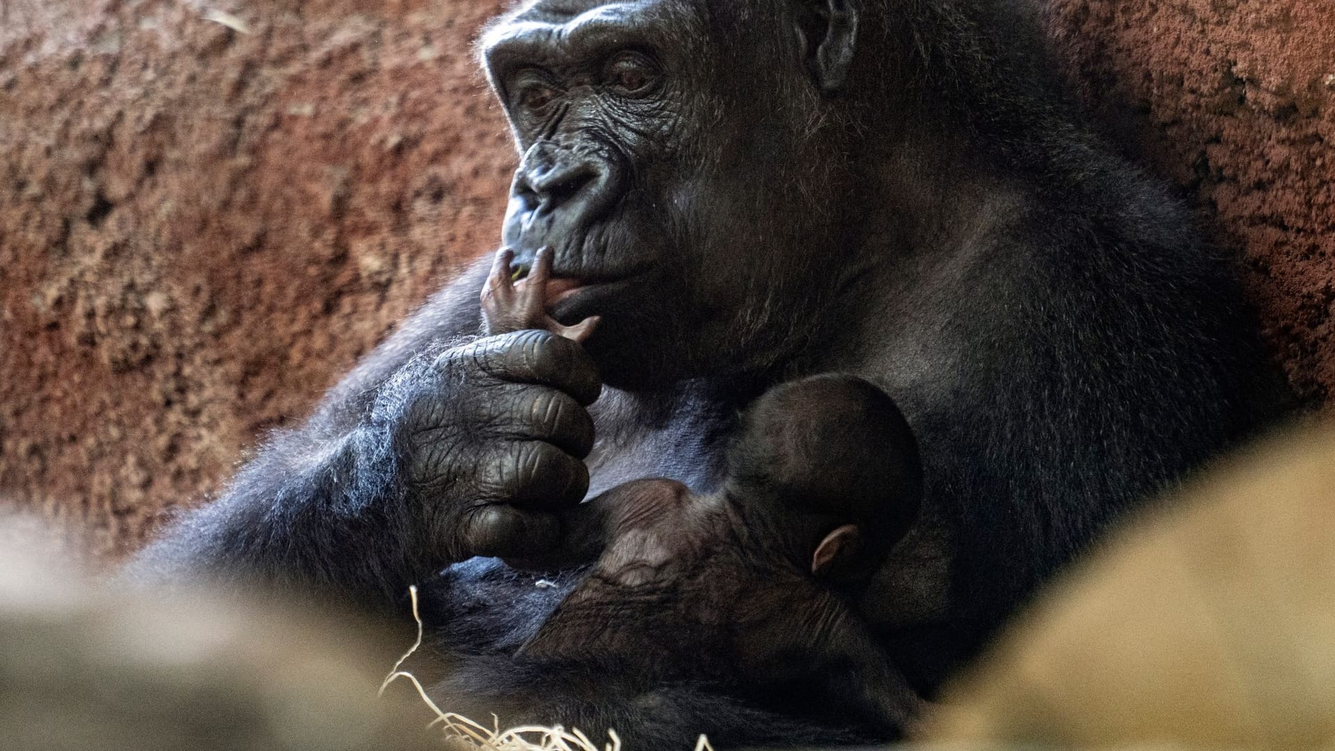 Gorilla-Nachwuchs im Prager Zoo