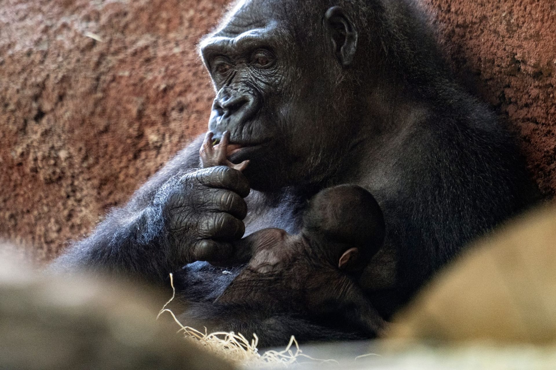 Gorilla-Nachwuchs im Prager Zoo