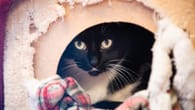 Essen: 71 Katzen aus Wohnung sichergestellt – Tierheim bittet um Hilfe
