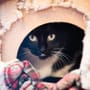 Essen: 71 Katzen aus Wohnung sichergestellt – Tierheim bittet um Hilfe