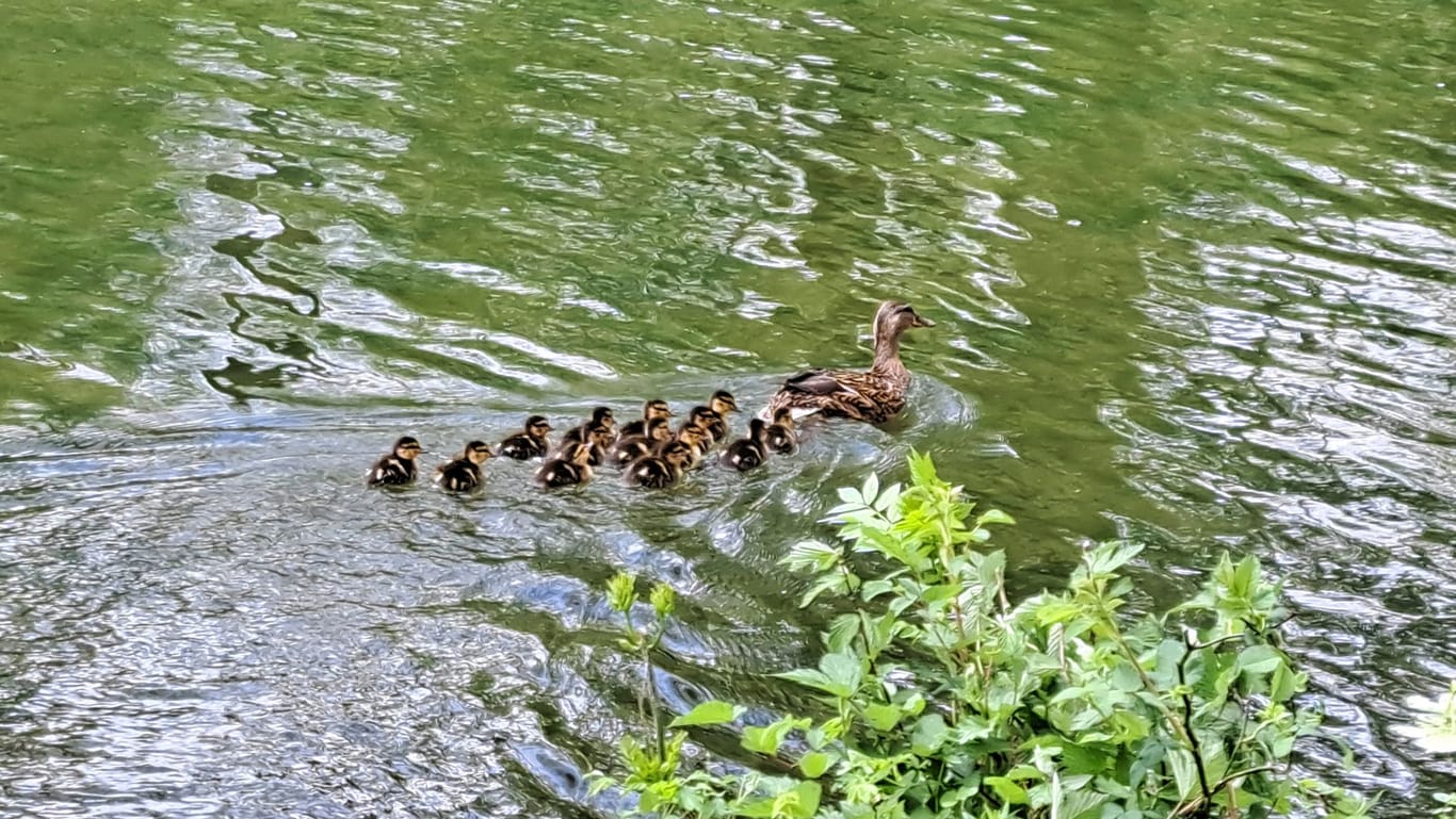 Eine Entenmutter und ihre 14 Küken haben nun im Park vom Schloss Blutenburg in München.