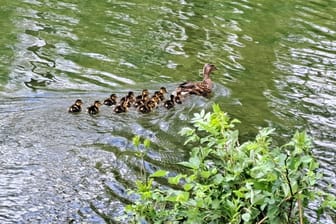 Eine Entenmutter und ihre 14 Küken haben nun im Park vom Schloss Blutenburg in München.