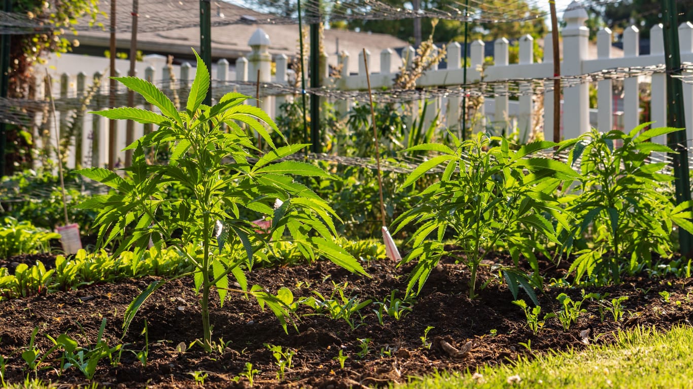 Cannabis im eigenen Garten: Der Gartenzaun reicht zur Sicherung wahrscheinlich nicht aus.
