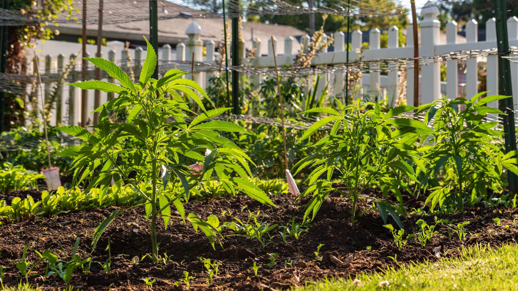 Cannabisanbau Das müssen Kleingärtner im Ruhrgebiet wissen