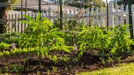 Cannabisanbau: Das müssen Kleingärtner im Ruhrgebiet wissen