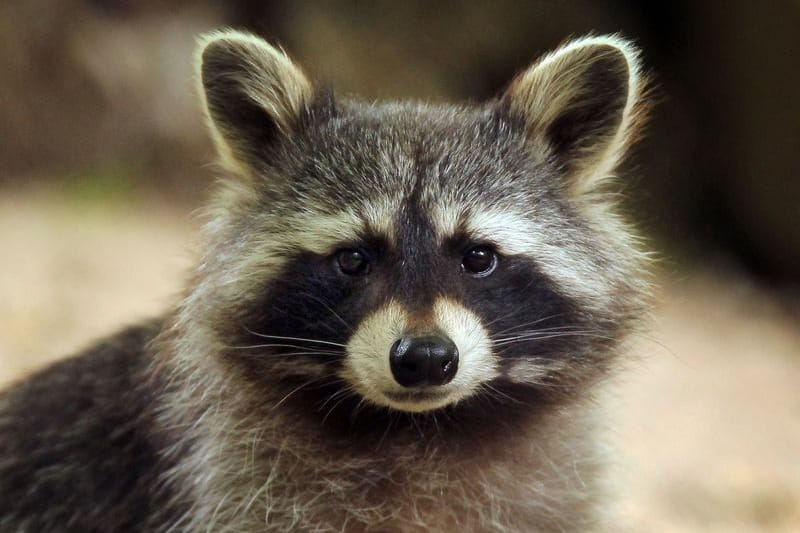 Ein Waschbär (Symbolbild): Mehr als zwei Millionen Waschbären soll es derzeit in Deutschland geben.