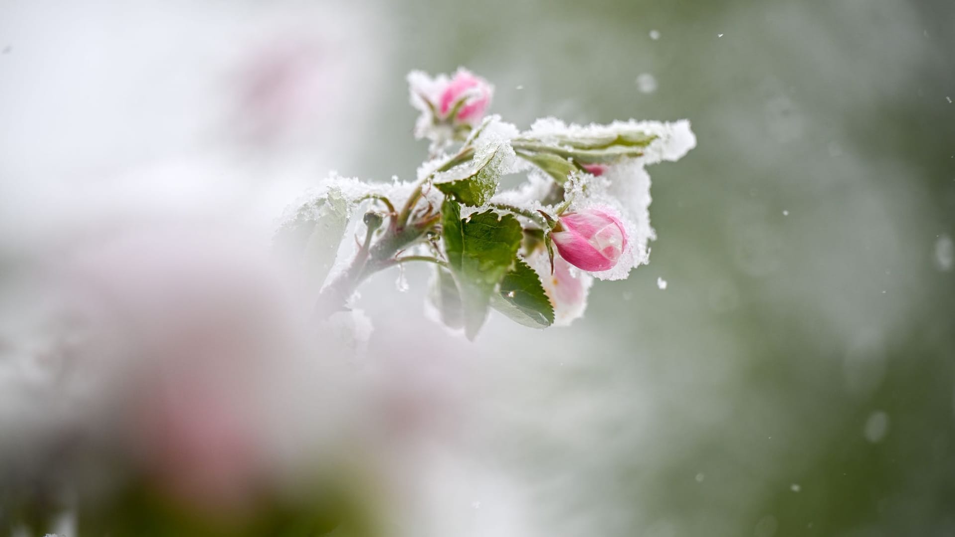 Schnee und Frost in Baden-Württemberg