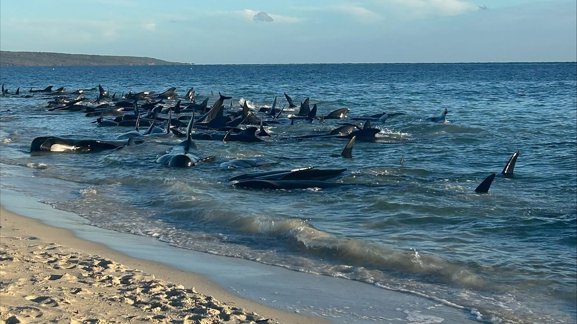 Gastrandete Wale in Australien