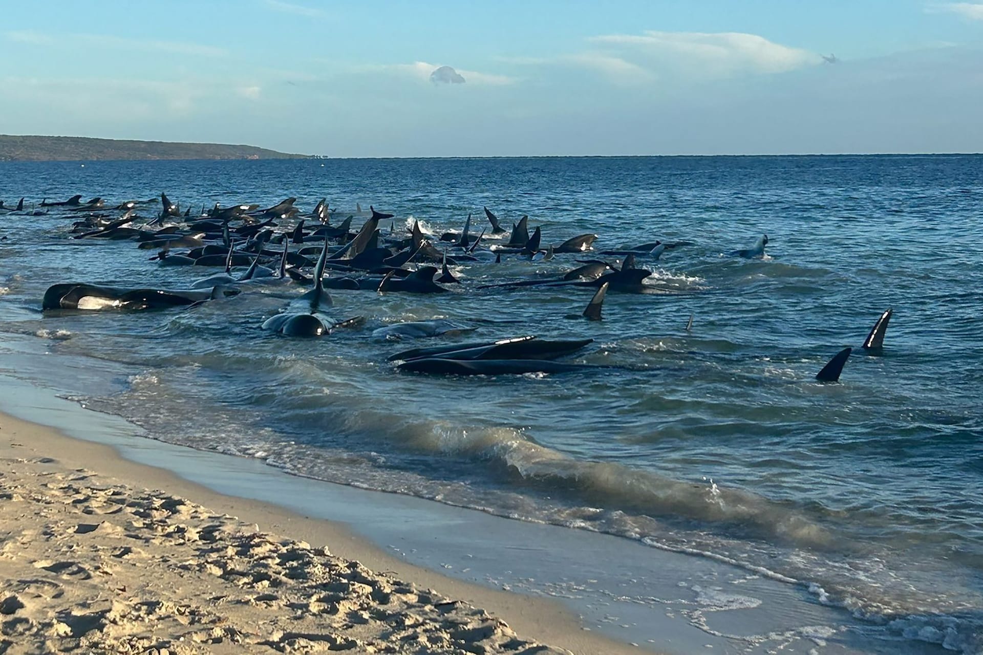 Gastrandete Wale in Australien