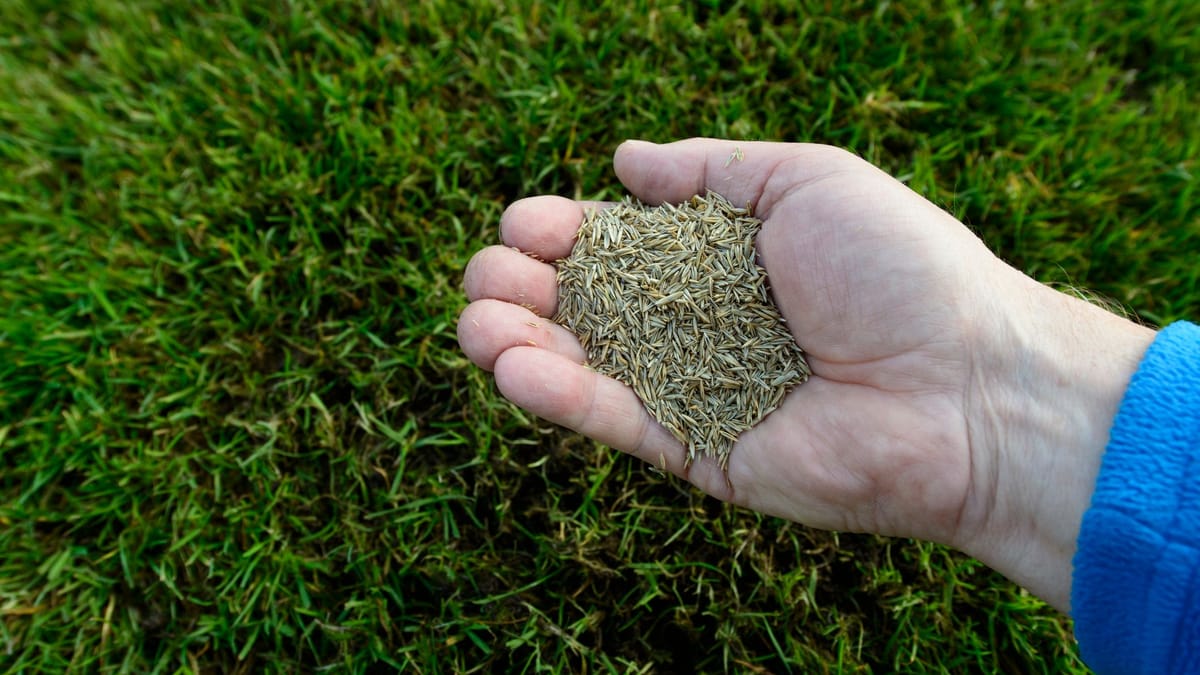 RasensamenGuide Das richtige Saatgut für Ihren Garten