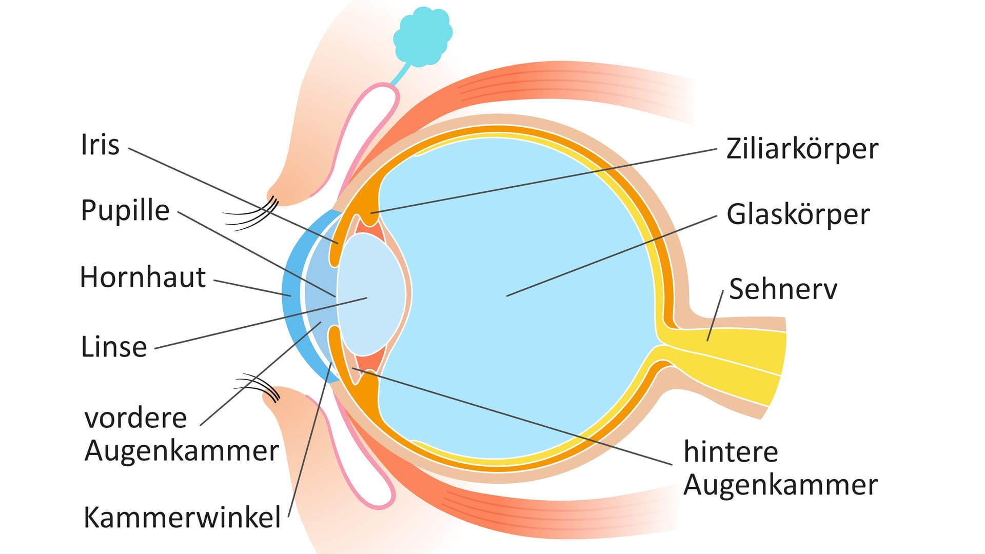 Anatomie des Auges