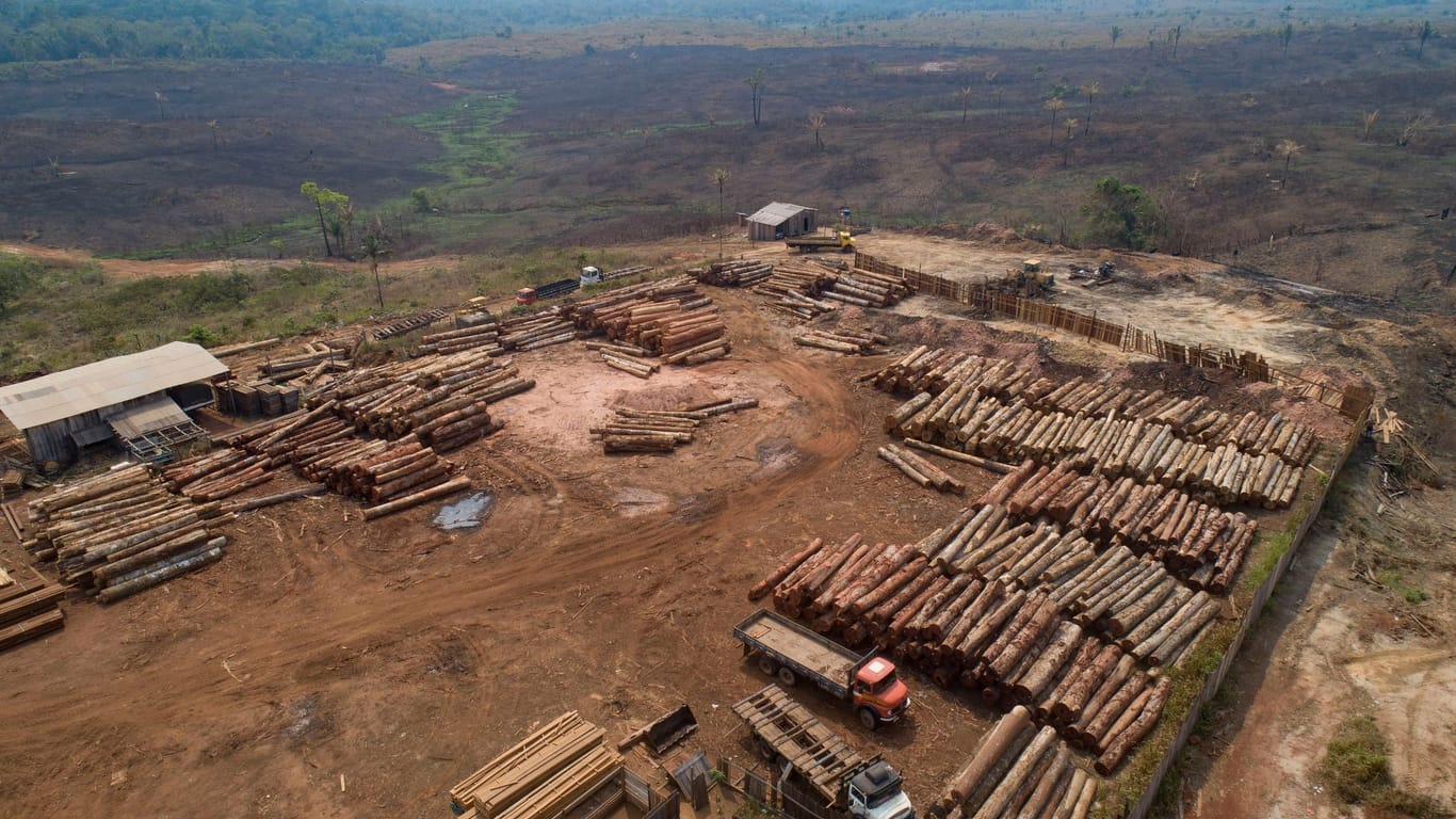 Abholzung im Amazonas