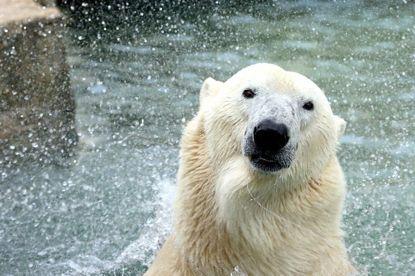 Eisbär Lloys lebte 20 Jahre im Zoo am Meer in Bremerhaven, dann sollte es eigentlich direkt nach Ungarn gehen – doch daraus wurde zunächst nichts.