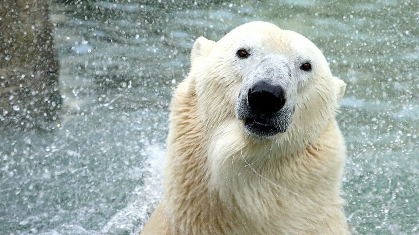 Eisbär Lloys lebte 20 Jahre im Zoo am Meer in Bremerhaven, dann sollte es eigentlich direkt nach Ungarn gehen – doch daraus wurde zunächst nichts.