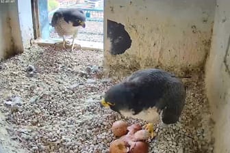 Beobachtet von den Elterntieren schlüpft das erste Küken: Insgesamt hatten die Wanderfalken vier Eier gelegt.
