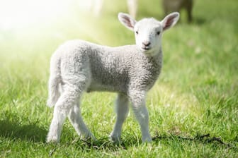 Ein Lamm steht auf einer Weide (Symbolbild)