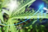 Cannabis-Hype an der Börse: Chance oder Risiko?