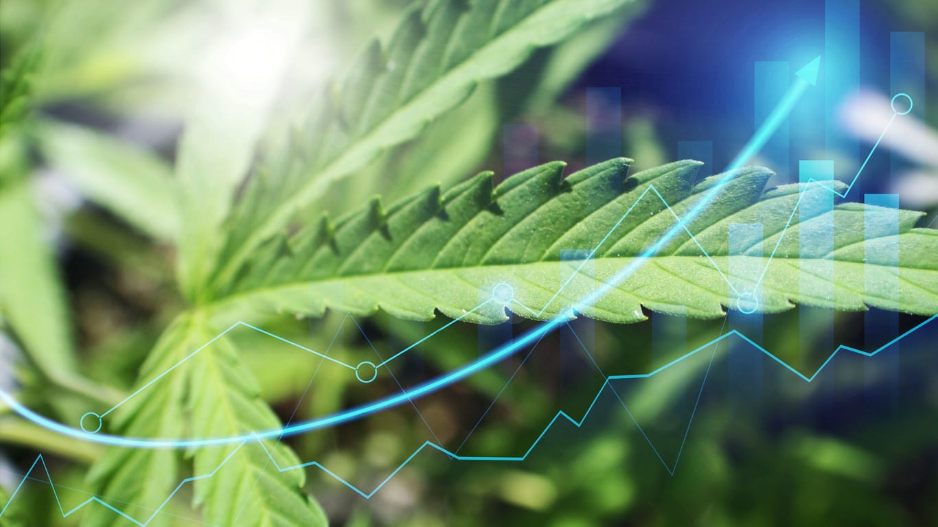 Cannabis-Blatt Wachstum