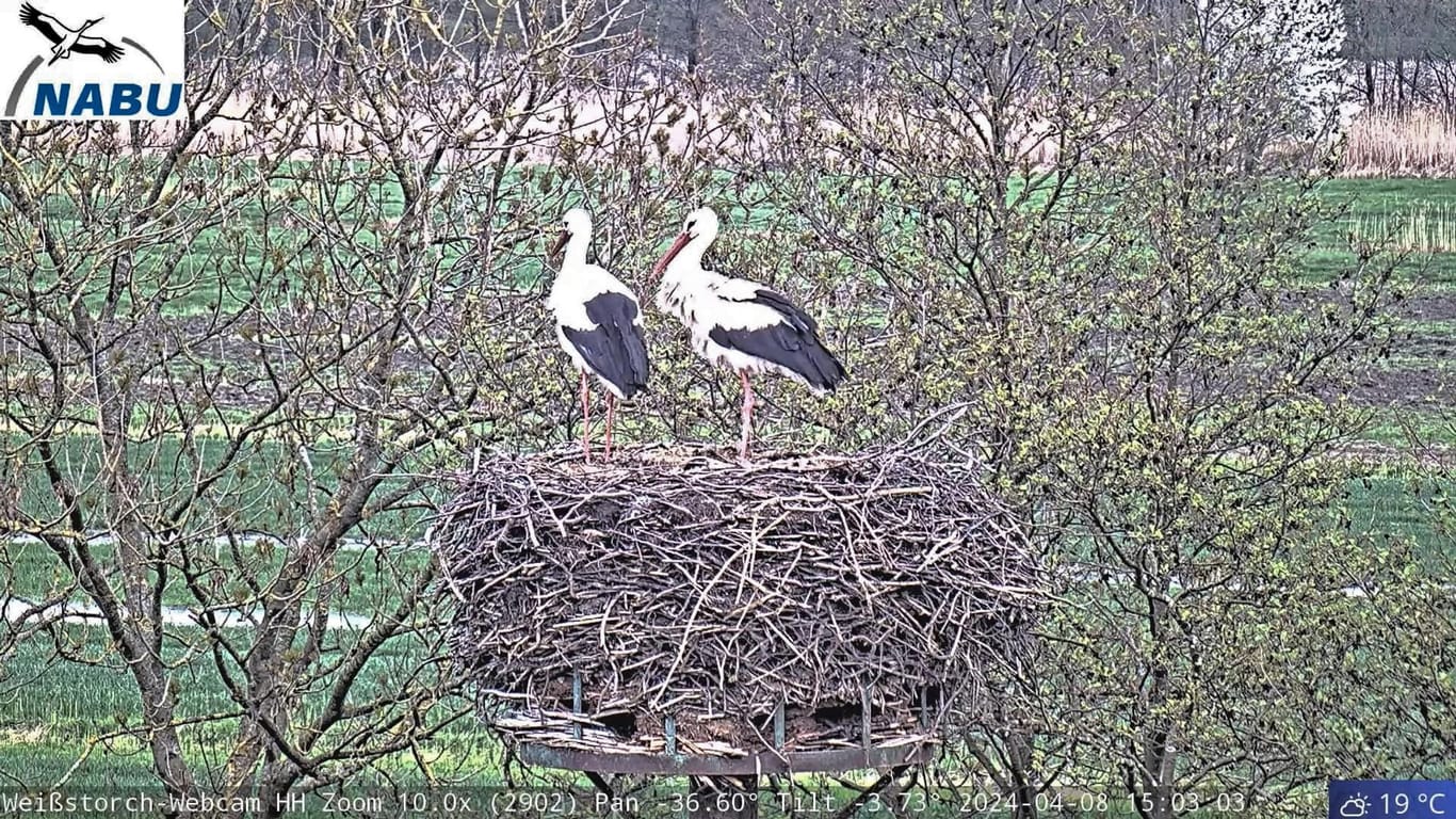 Webcam-Storch "Fiete" steht mit seiner neuen Partnerin in einem Horst in Curslack: Der Nabu und die "Zeit" suchen einen Namen für die Storchendame.