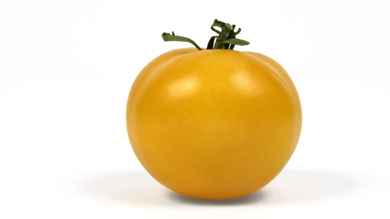 Gelbe Tomate (Solanum lycopersicum) – Sorte Goldene Königin