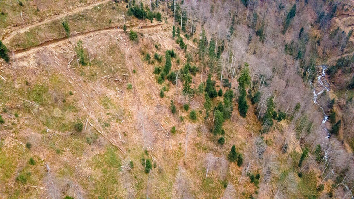 Abgeholzter Wald in den rumänischen Karpaten