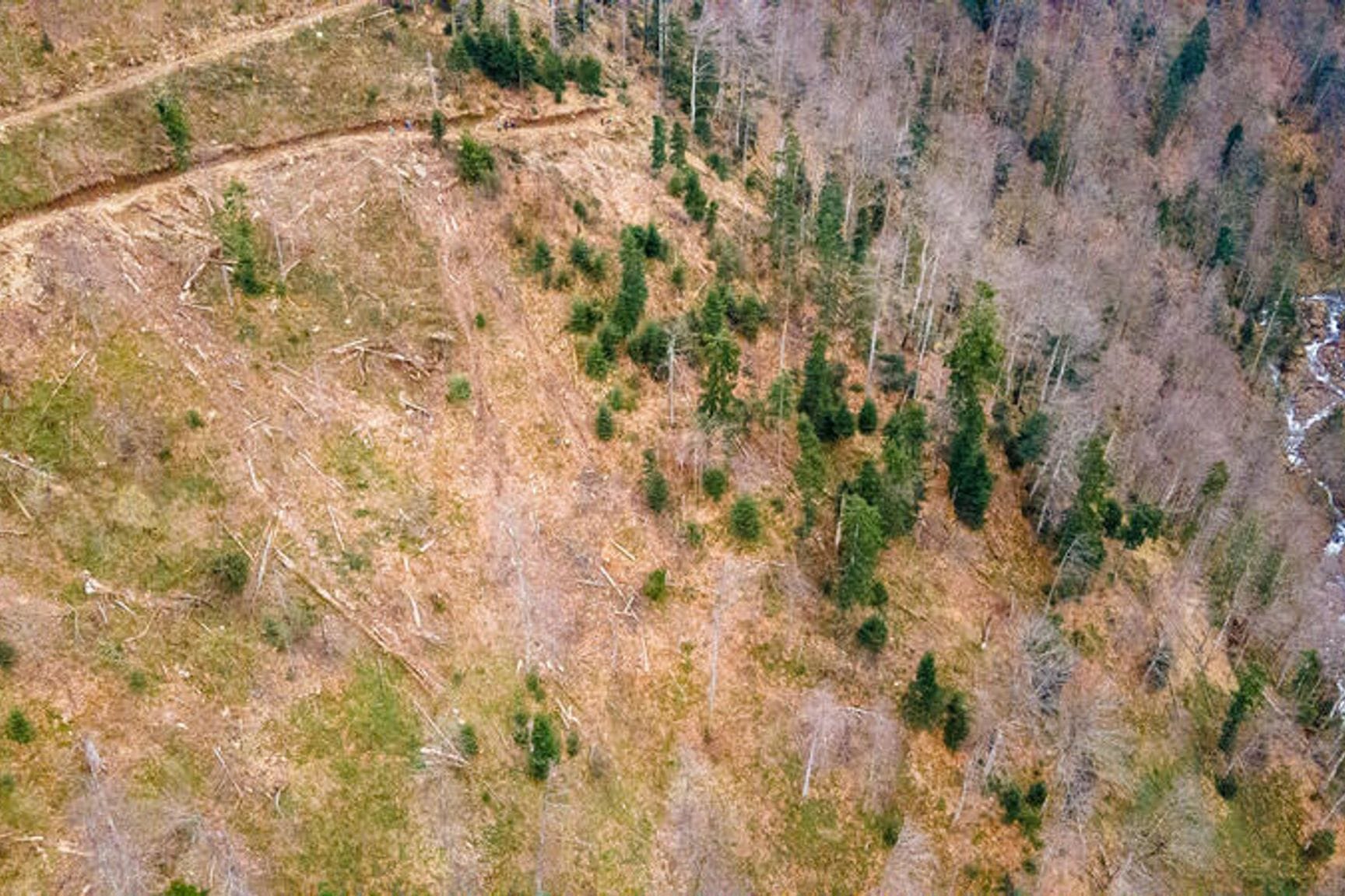 Abgeholzter Wald in den rumänischen Karpaten