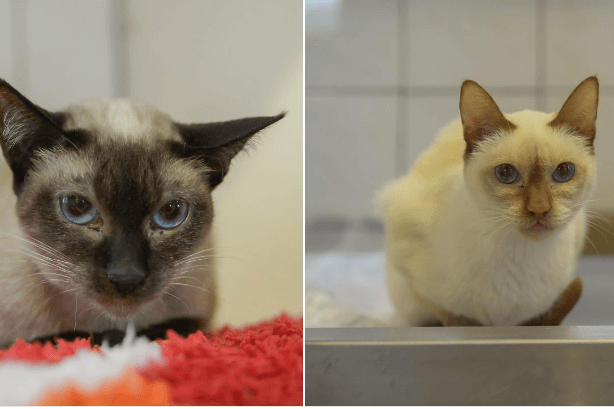 Die Katzen Khaleesi und Lilu: Sie teilen nicht nur ihre gesundheitlichen Probleme, sondern auch den Wunsch nach einem neuen, liebevollen Zuhause.