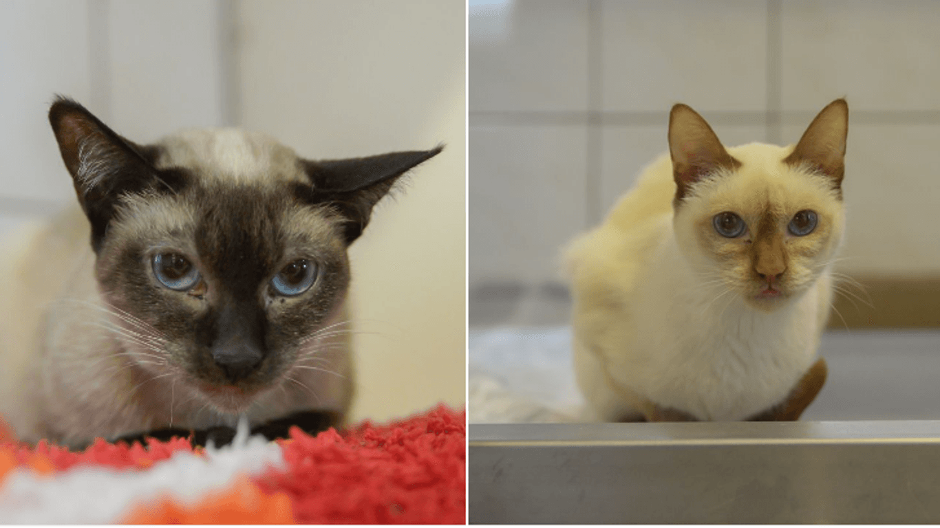 Die Katzen Khaleesi und Lilu: Sie teilen nicht nur ihre gesundheitlichen Probleme, sondern auch den Wunsch nach einem neuen, liebevollen Zuhause.