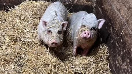 "Schnitzel" und "Nugget" leben nun an der Nordseeküste.