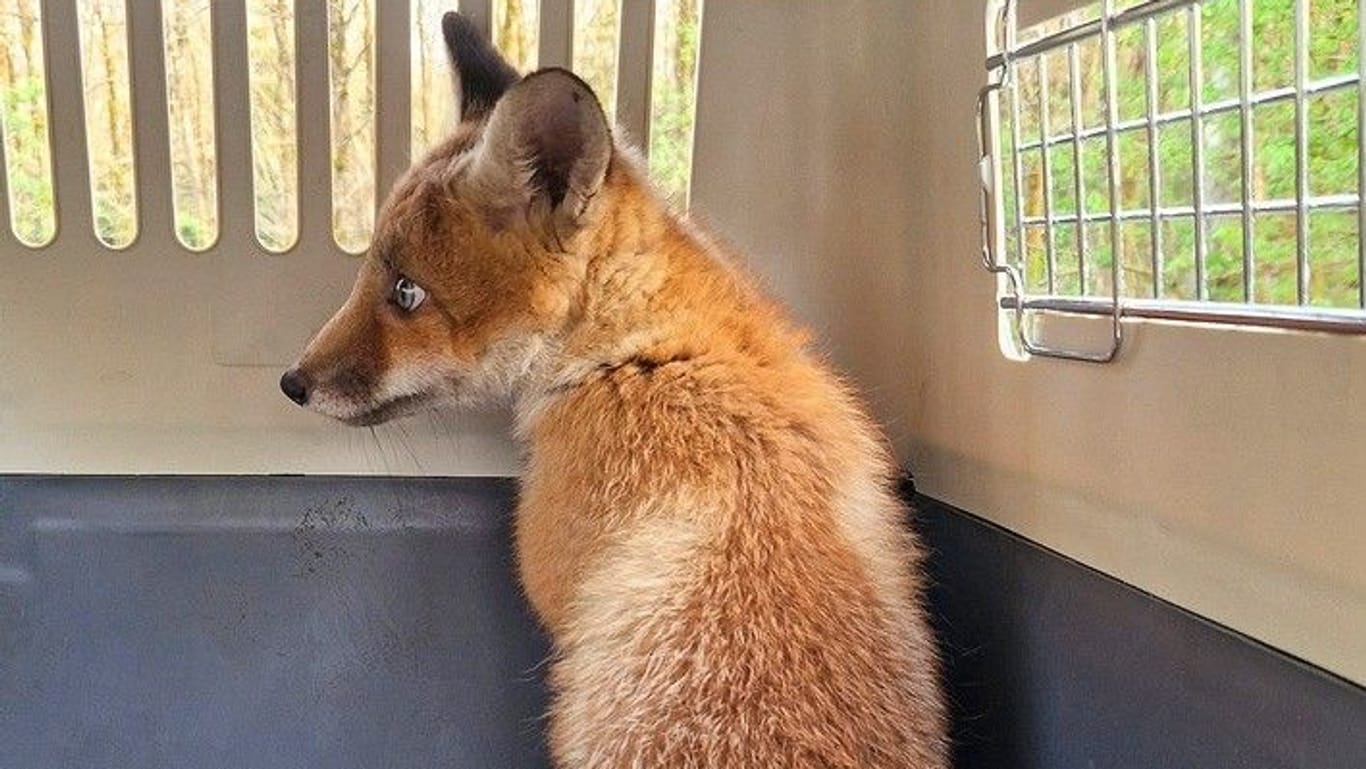 Einer der Füchse sitzt in einer Transportbox: Das Tier scheint sich keiner Schuld bewusst.