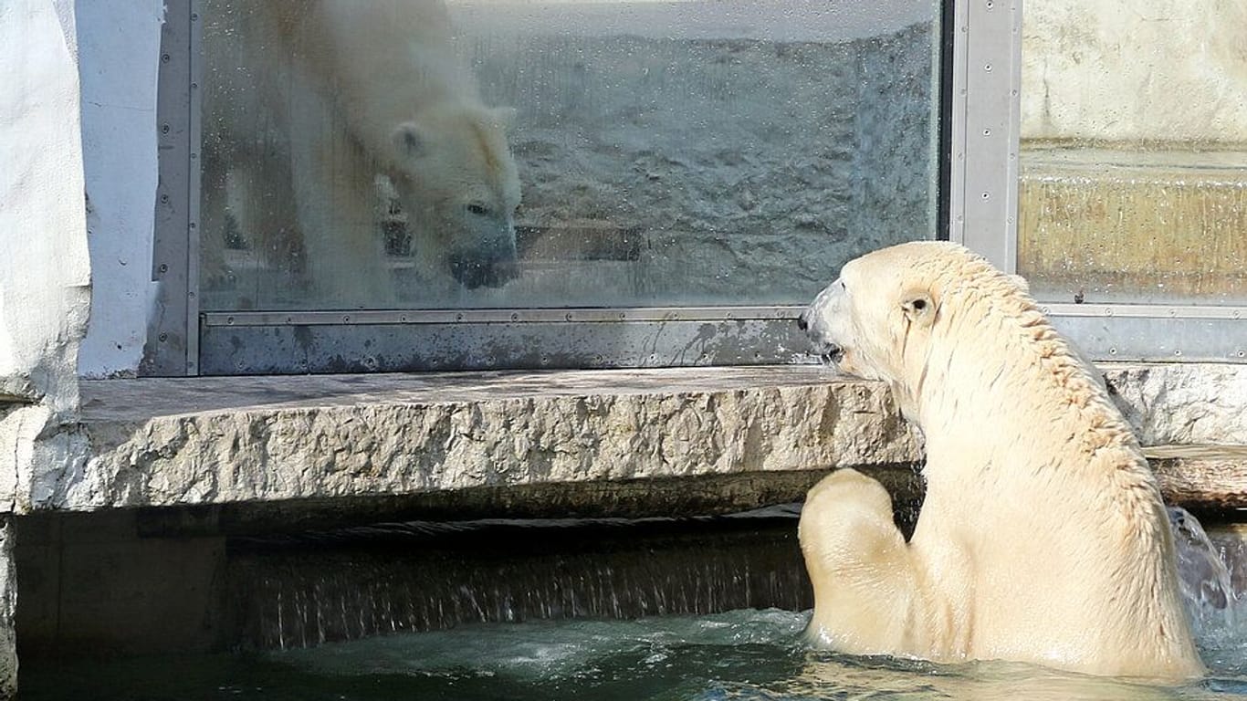 Lloyd und das Eisbären-Weibchen Charlotte (im Wasser) in Karlsruhe: Es sind die bislang letzten Aufnahmen des Eisbären – sie stammen aus dem Mai 2023.