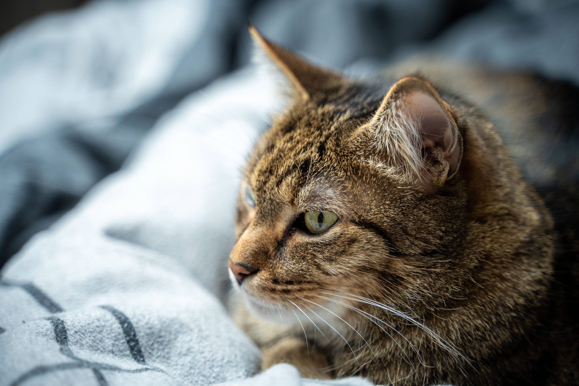 Katze in einer Wohnung (Symbolbild).