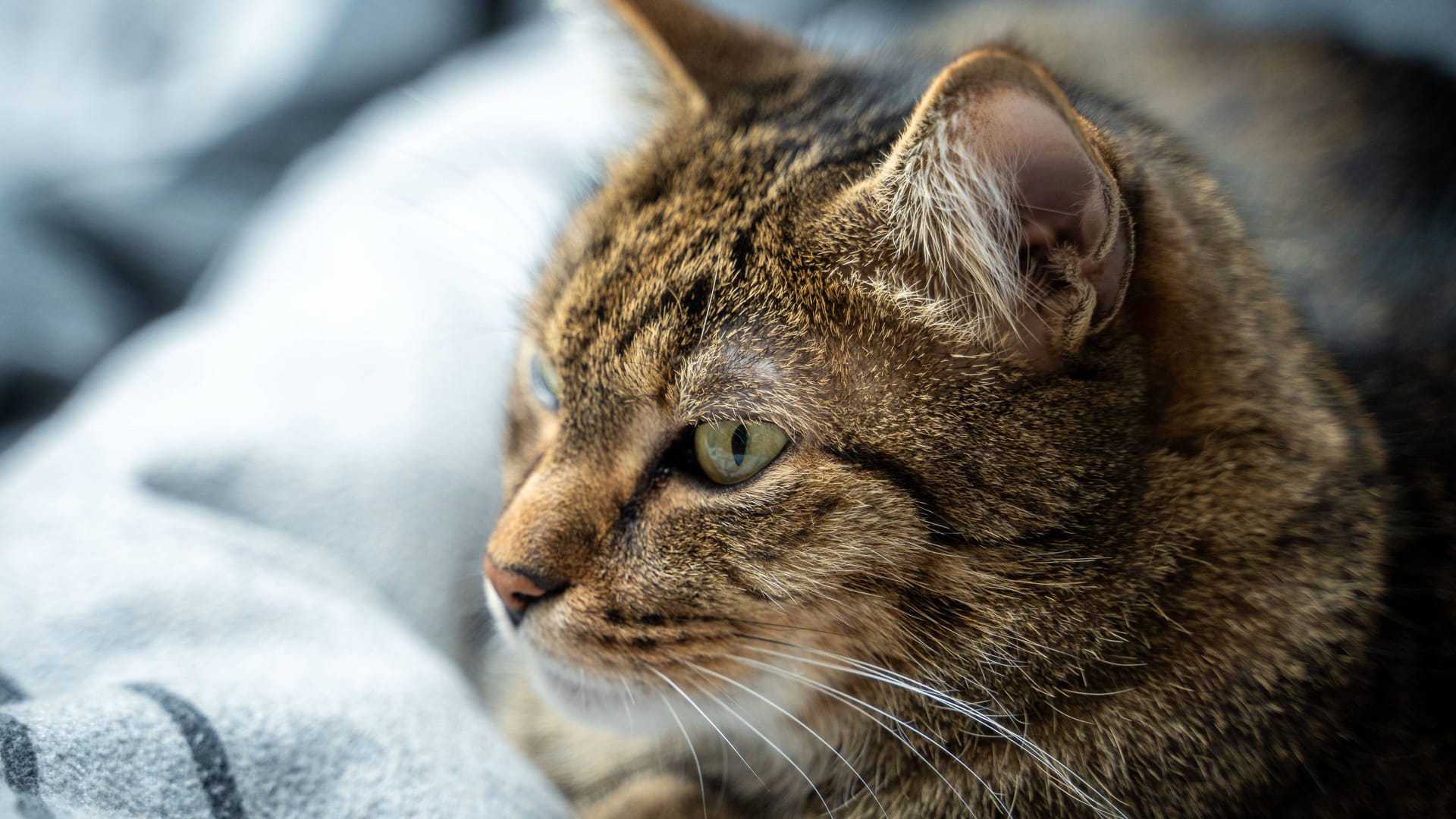 Katze in einer Wohnung (Symbolbild).