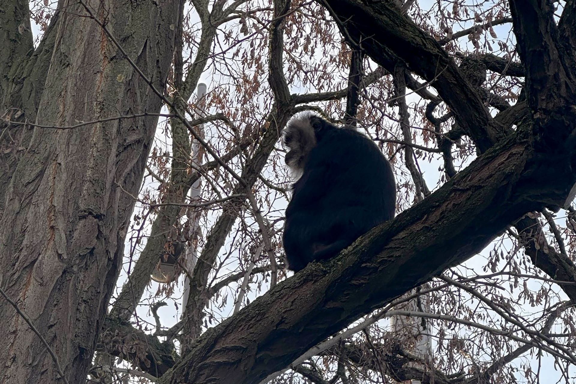 Vermisster Bartaffe zurück im Zoo Leipzig