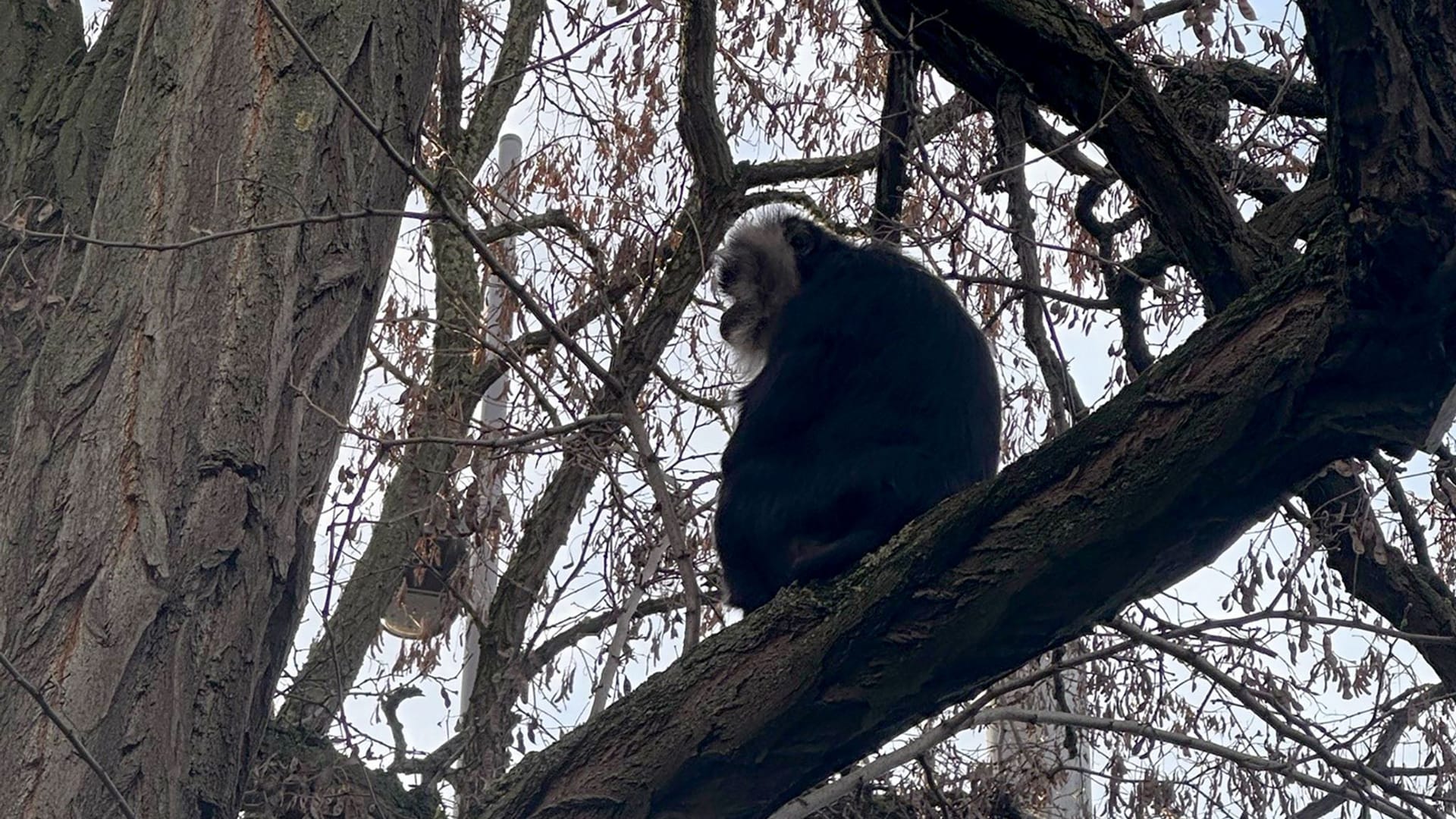 Vermisster Bartaffe zurück im Zoo Leipzig