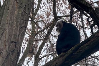 Vermisster Bartaffe zurück im Zoo Leipzig