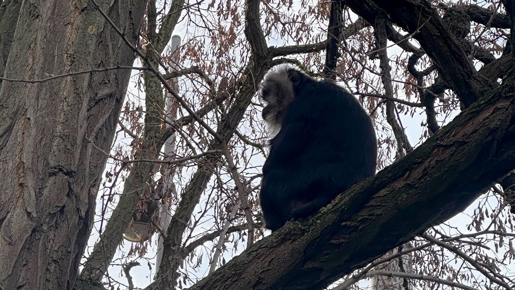 Vermisster Bartaffe zurück im Zoo Leipzig