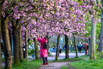 Spaziergängerin schaut sich die Kirschblüte am früheren Mauerstreifen an (Archivfoto): Es wird schon bald wieder wärmer in Berlin.