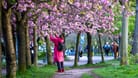Spaziergängerin schaut sich die Kirschblüte am früheren Mauerstreifen an (Archivfoto): Es wird schon bald wieder wärmer in Berlin.