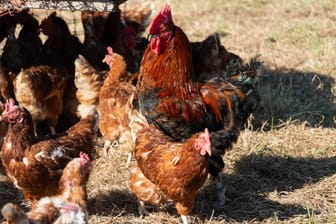 Freilaufende Hühner auf einem Bauernhof in Schleswig-Holstein: Bald könnten die meisten Tiere nur noch weiße Eier produzieren.